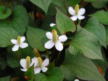 ドクダミ茶紹介 乾燥葉に秘密が